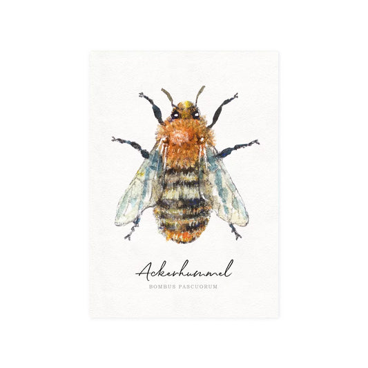 Postkarte Ackerhummel